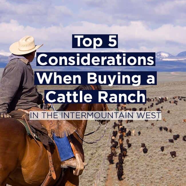 Top 5 Considerations When Buying a Cattle Ranch in the Intermountain West