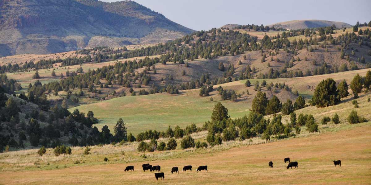 Six Shooter Ranch - Mirr Ranch Group