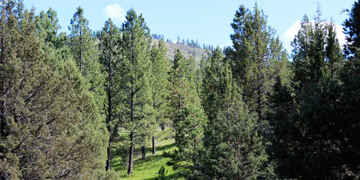 Six Shooter Ranch - Mirr Ranch Group