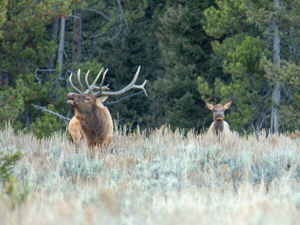 New Episode: What’s New in Wyoming Hunting and Habitat