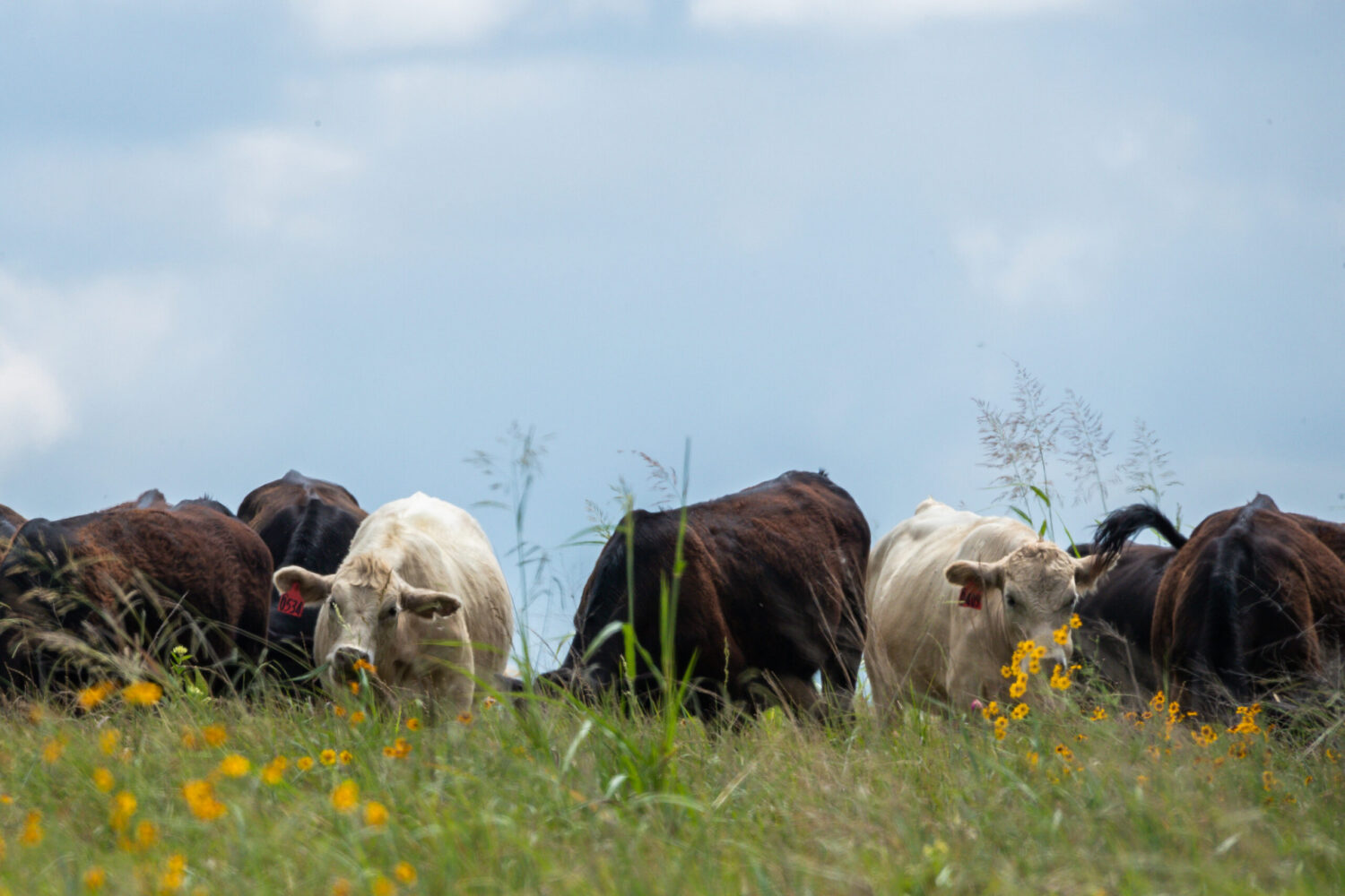 Cattle grazing in meadow captured by Mirr Ranch Group