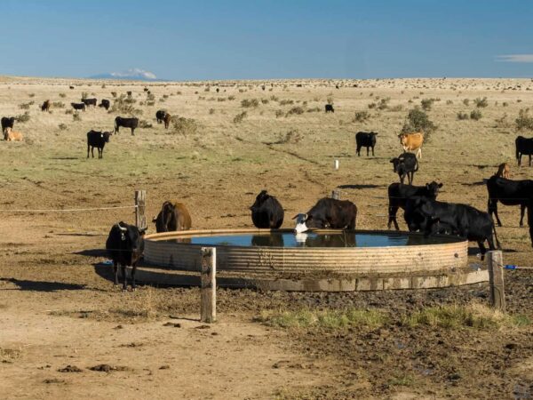 What’s All the Fuss About Regenerative Agriculture?