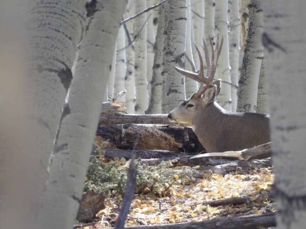 Balancing wildlife conservation with demand for outdoor recreation