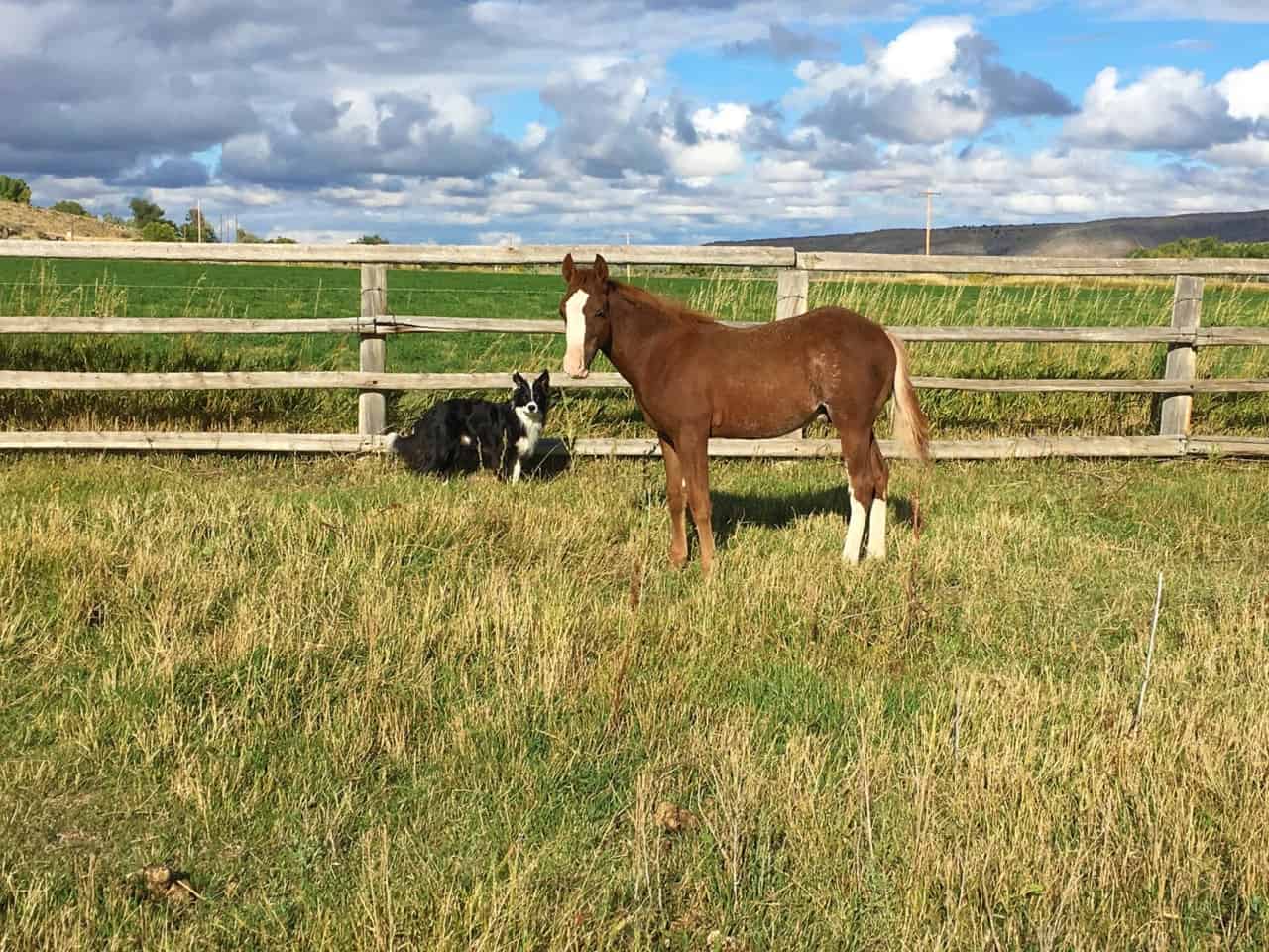 Bucking S Equestrian Property