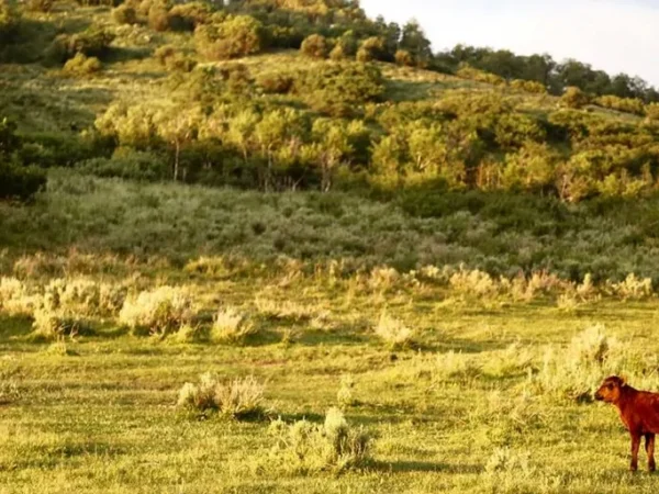 Top 5 Considerations When Buying a Cattle Ranch in the Intermountain West