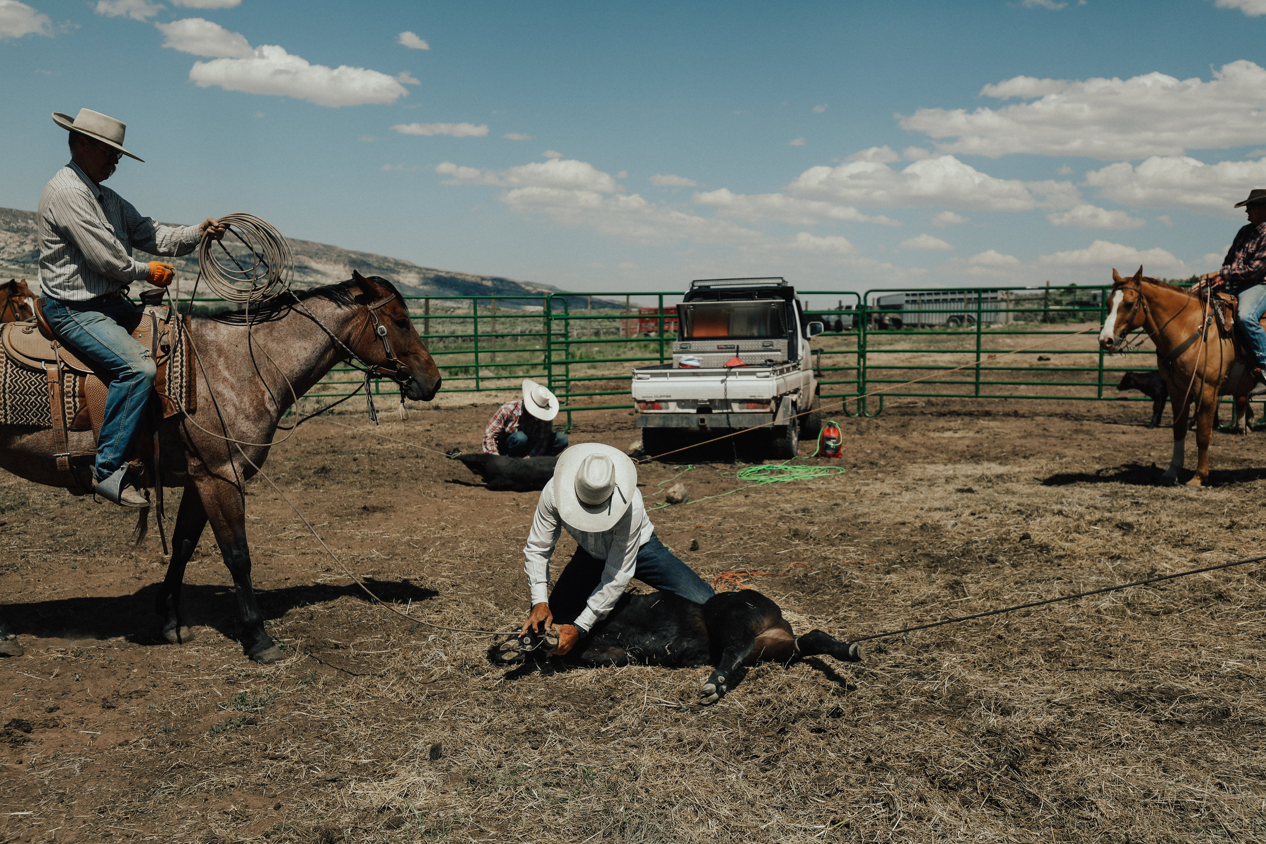 Cattle-Wrangling