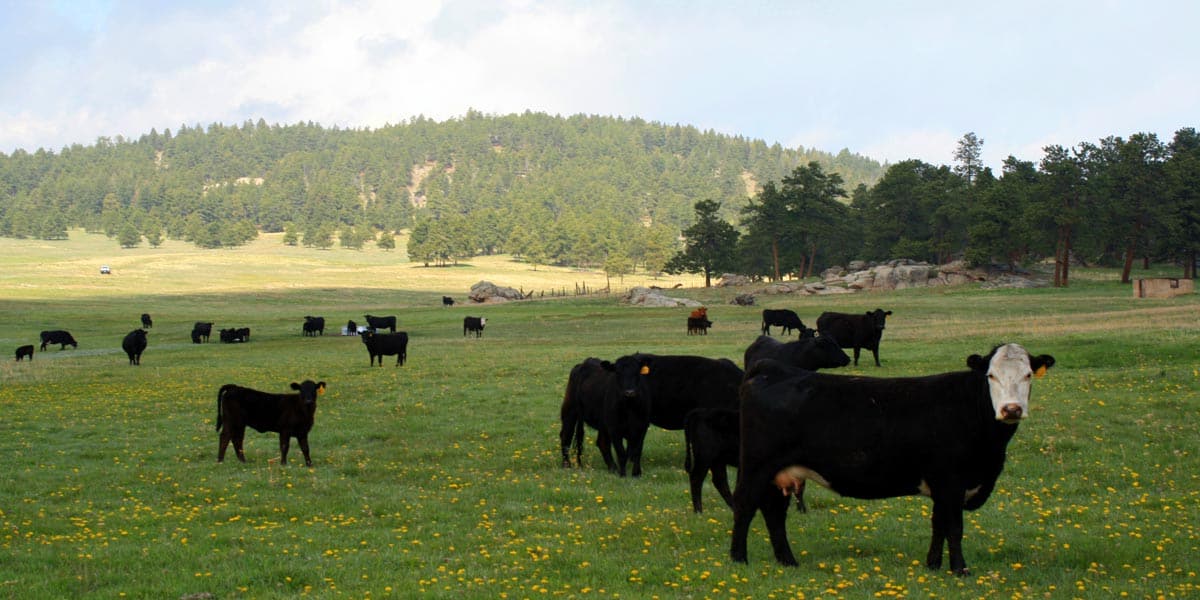 Centaur-Meadows-Ranch-15