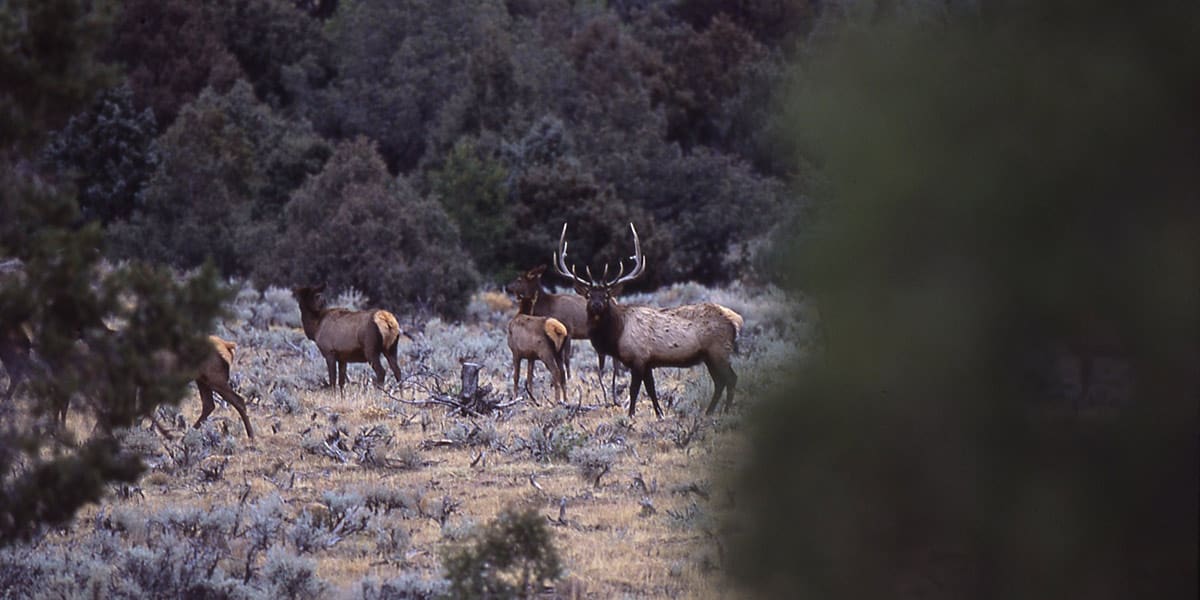 Cielo Vista Ranch | Valuable Sporting Features