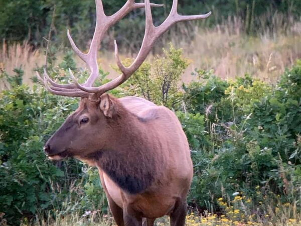 Spring Planning: Colorado Big Game Hunting on Private Ranches
