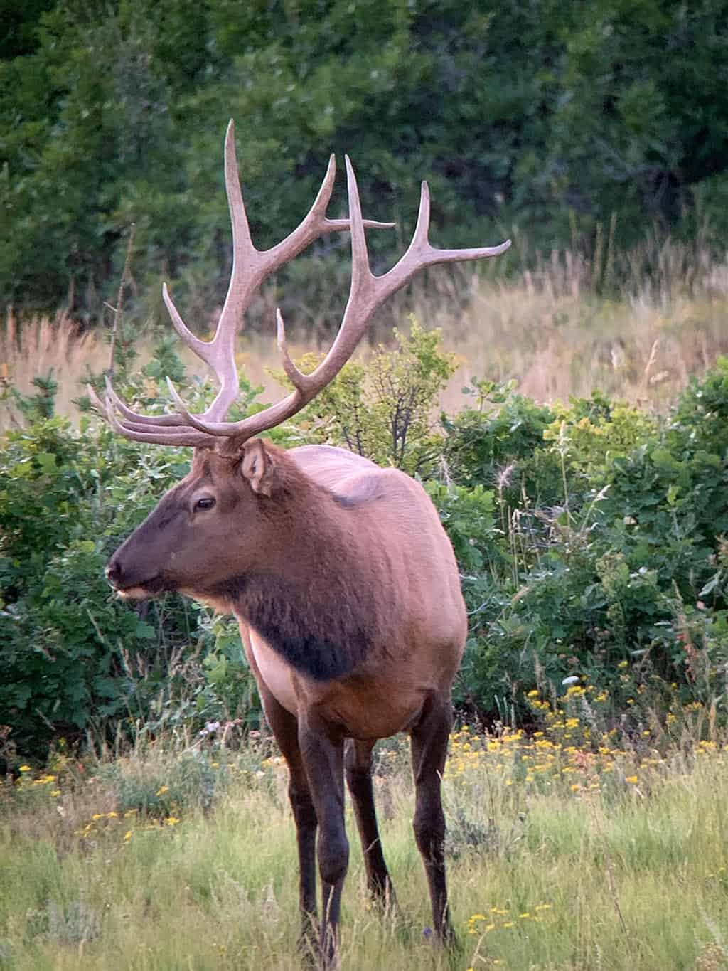 Colorado-Big-Game-Hunting-1