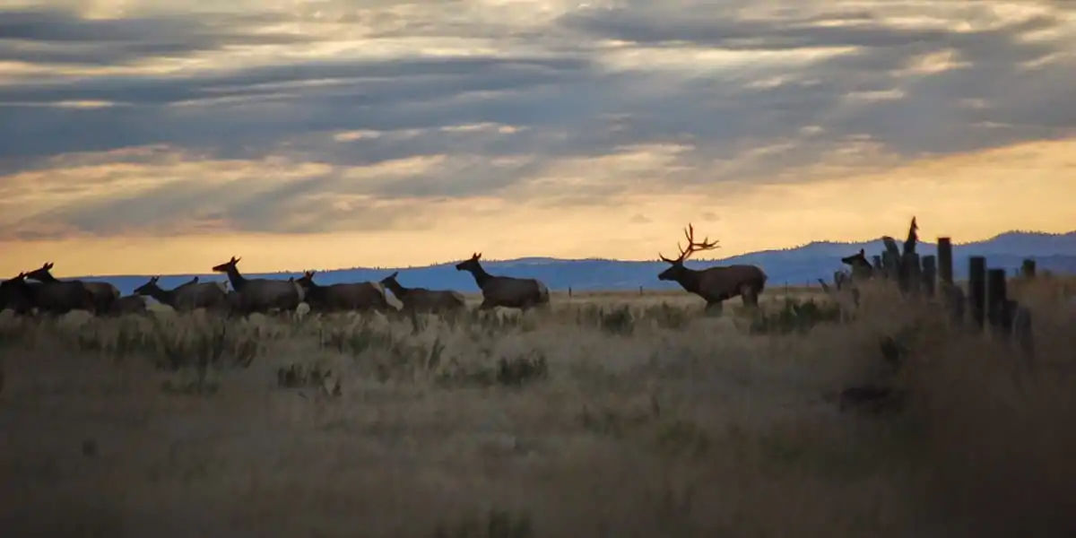 Wyoming ranches have plenty of wildlife