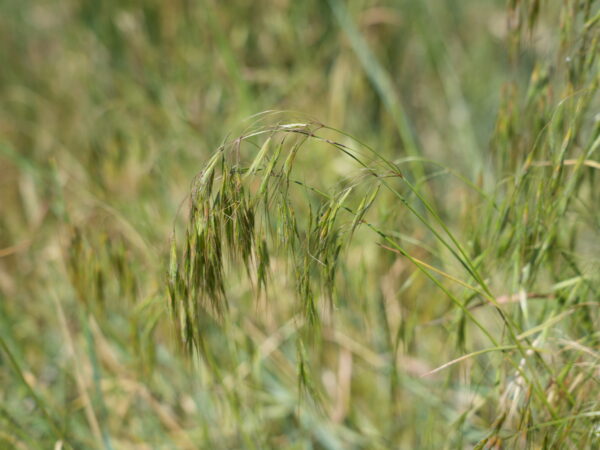 New Episode – Cheatgrass 101: The Invasive Grass Fueling Problems Out West