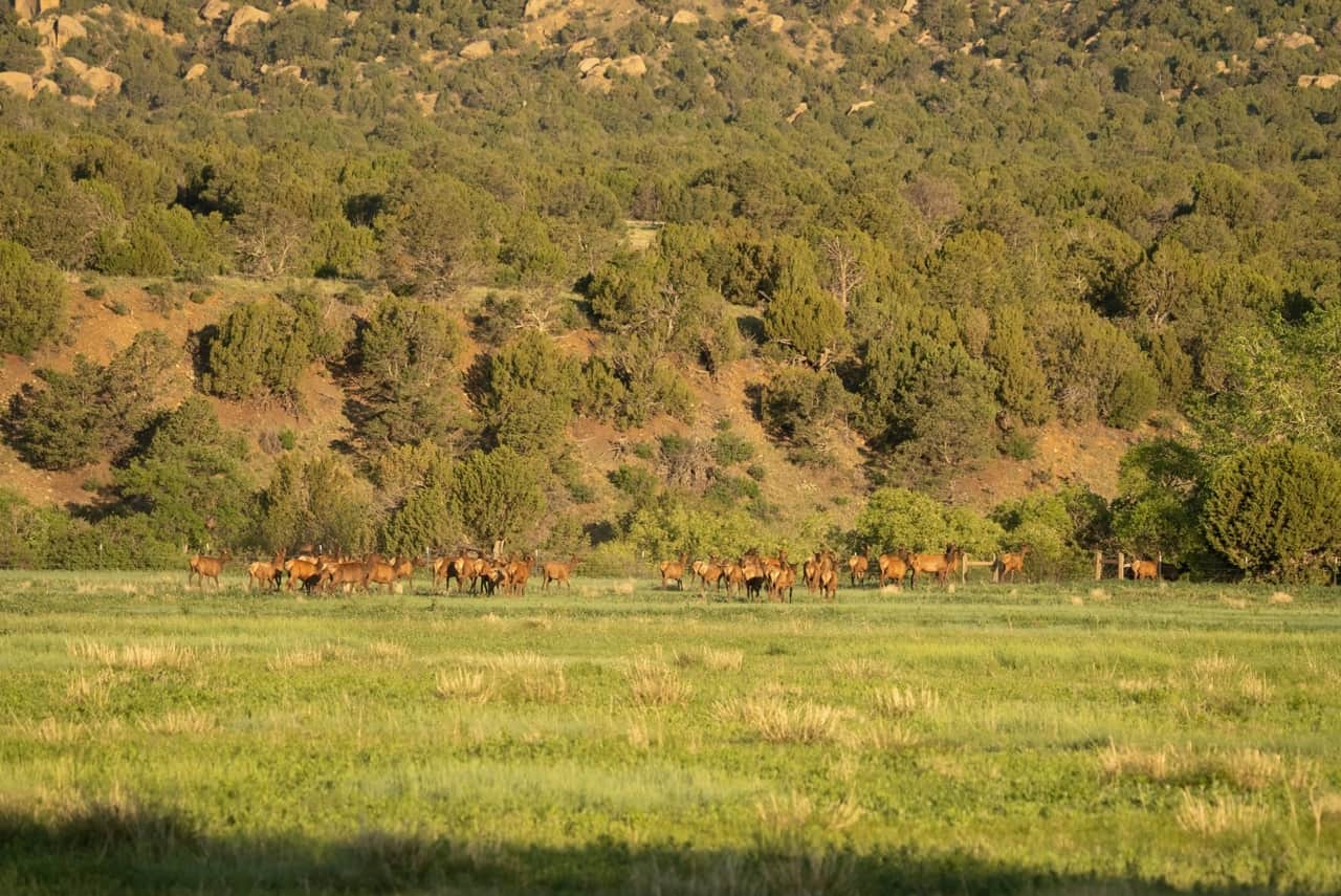 Elk herd across green fields at New Mexico Elk Valley Ranch