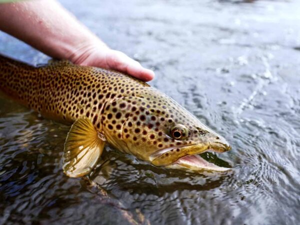 Summer Fishing Report at Elk Creek Ranch