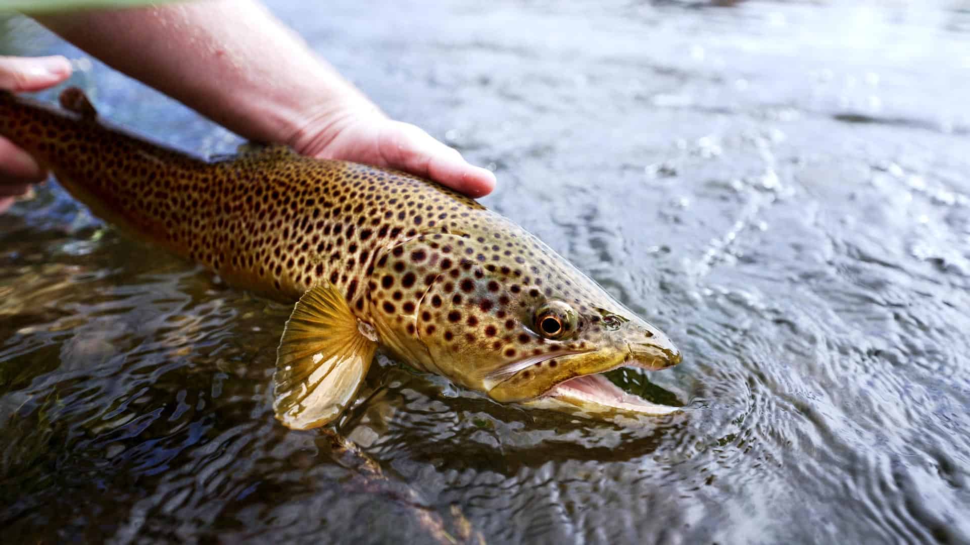 Elk-Creek-Ranch-summer-2021-trout