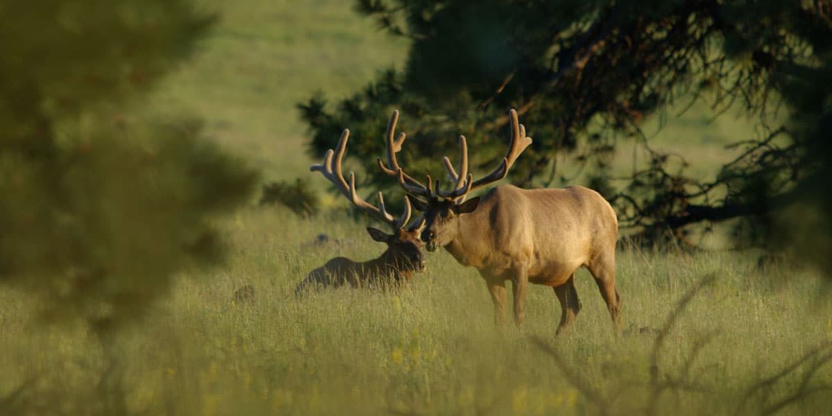 Elk Song Ranch