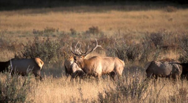 Amendment 83 Explained: What a “Right to Hunt and Fish” Would Mean for Colorado