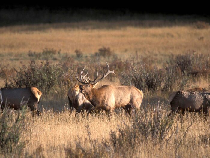 Fish Creek Lodge
