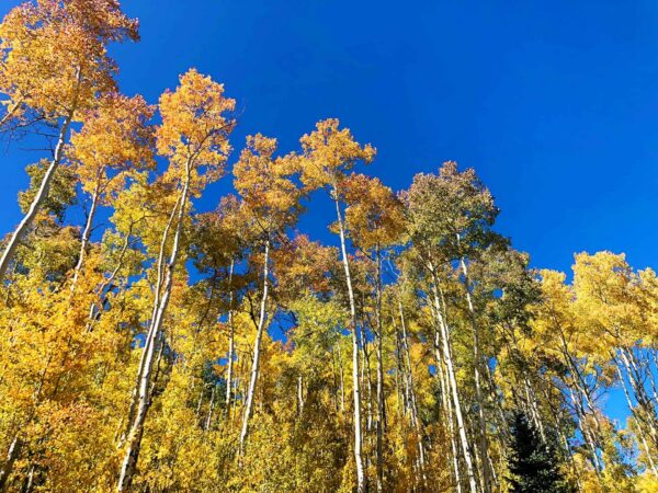The Economic Opportunity of Conservation Properties & Investment