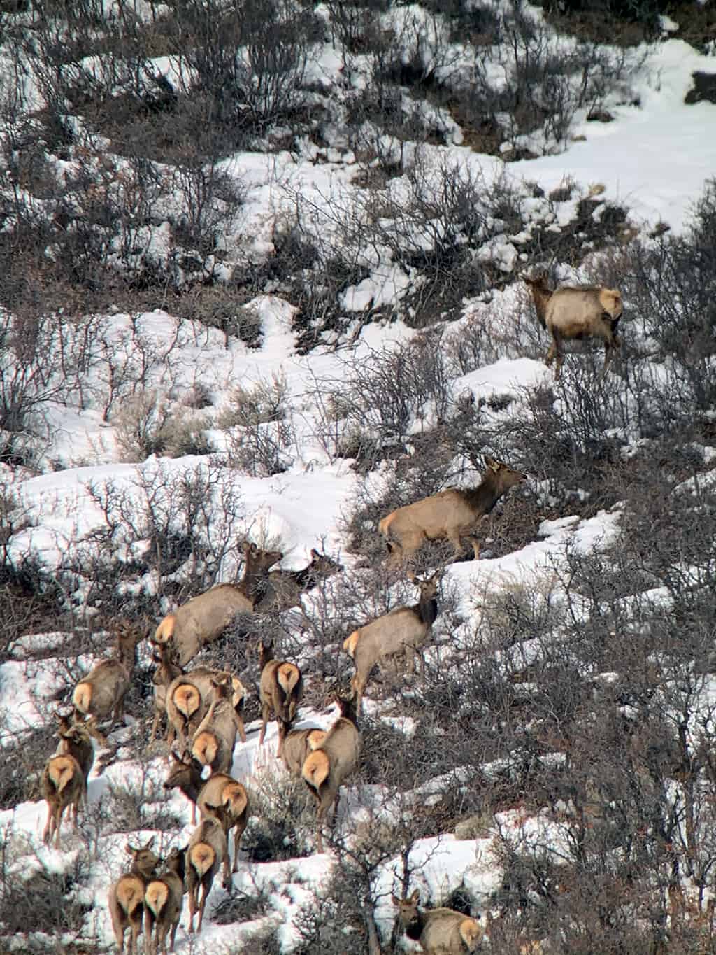 Grass-Creek-winter-1