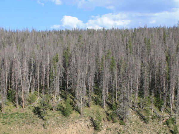 Bark Beetles & Forest Fires – A Common Misconception