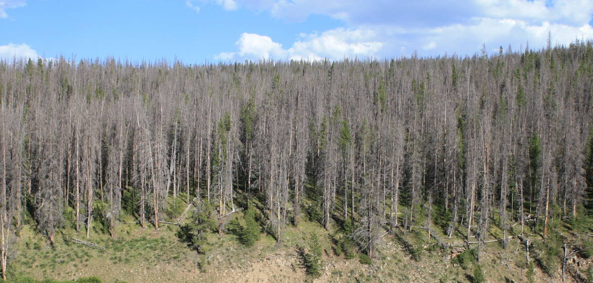 Beetle infested trees