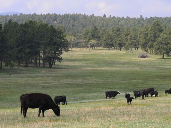 Hiring a Ranch Broker? Look For These 6 Essential Characteristics