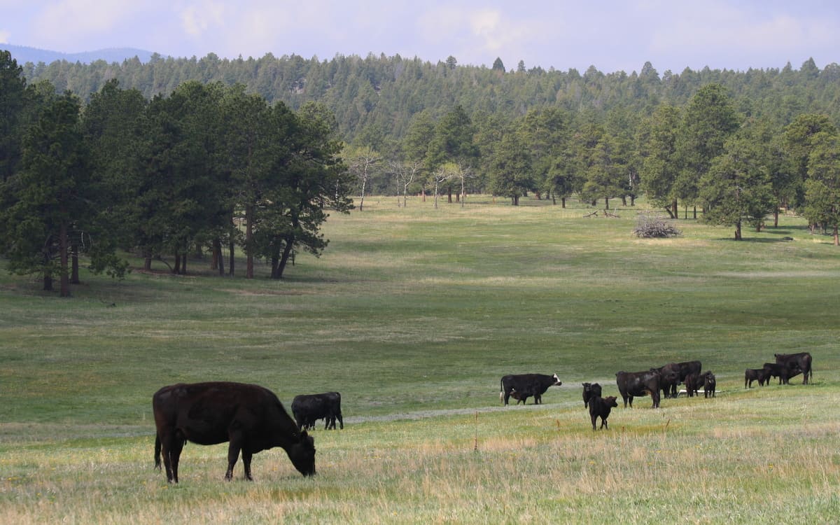 Ranch Brokers Can Help Buy or Sell Ranches for Sale