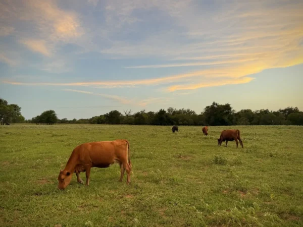 New Episode: Building a Direct-to-Consumer Beef Business with Bastrop Cattle Co.