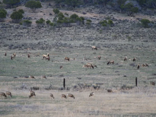 North American Mule Deer Hunting at Its Finest at the (now sold) Hardscrabble Mountain Ranch