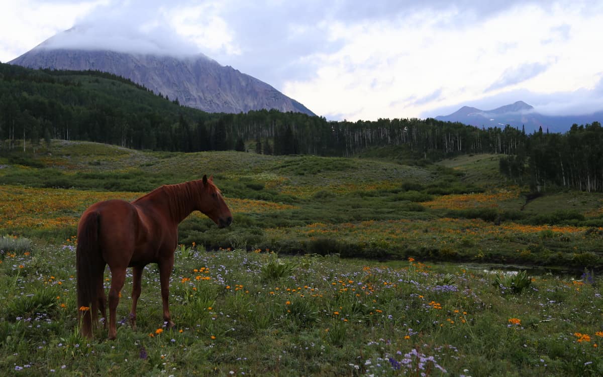 Ranch Broker | Promontory Ranch