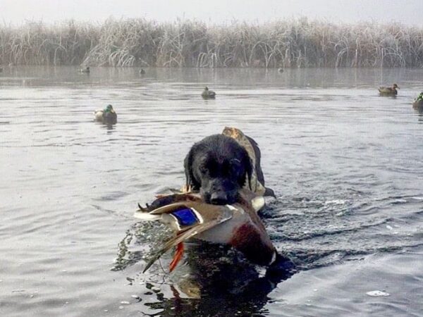 Four Elements of the Ideal Waterfowl Property