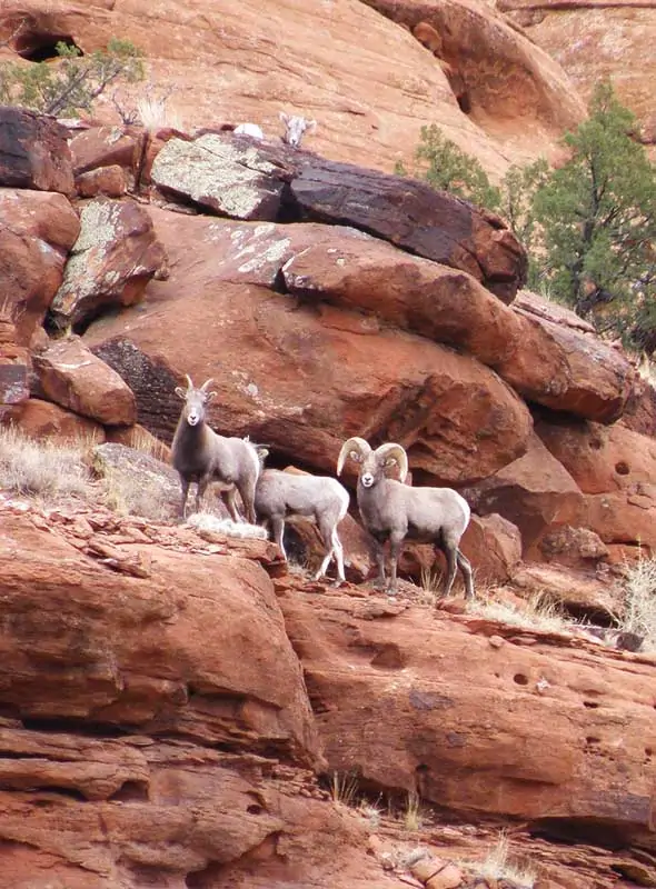 JE Canyon Ranch