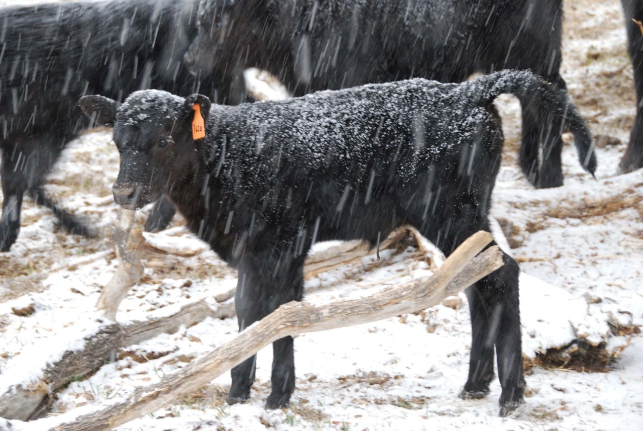 Calf in the snow