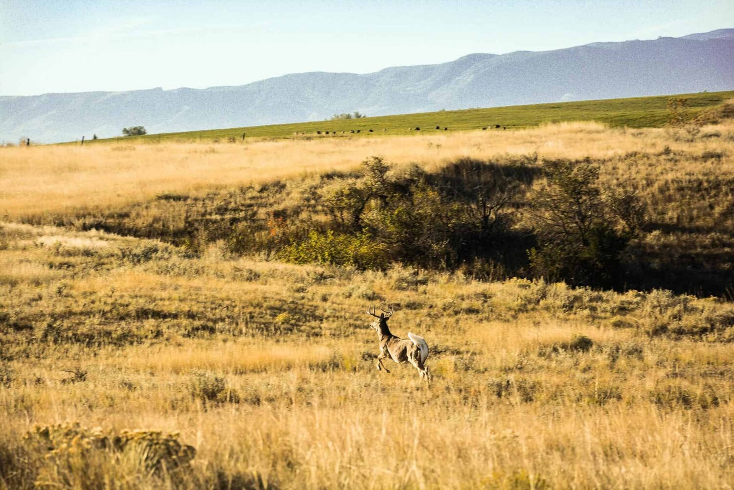 Jorgenson Mydland Ranch