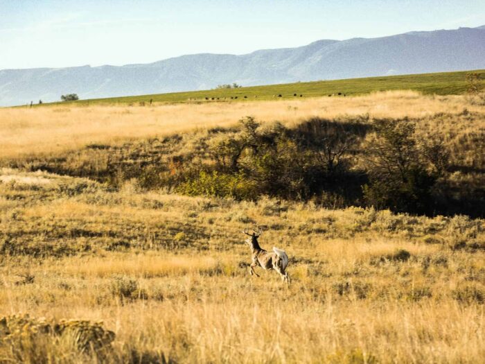 Mydland Ranch