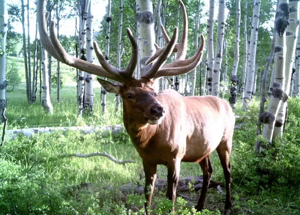 Kolob Mountain Ranch
