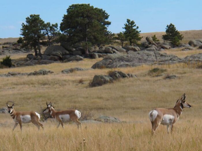 Laramie Foothills Reserve