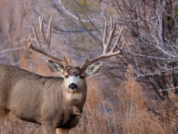 New Episode: Mule Deer Conservation Update with Josh Coursey