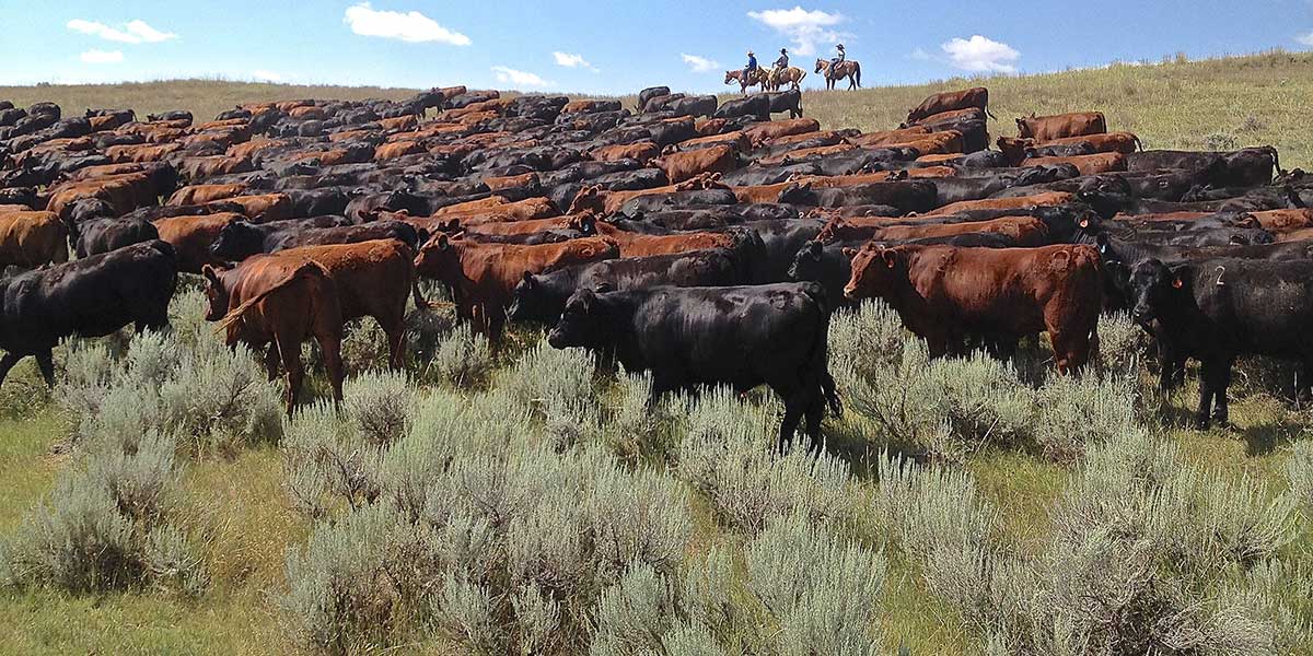 Mirr-Ranch-Group-Cattle-Ranches