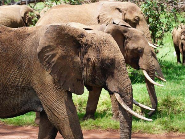 International Conservation Series: What are National Parks Doing?