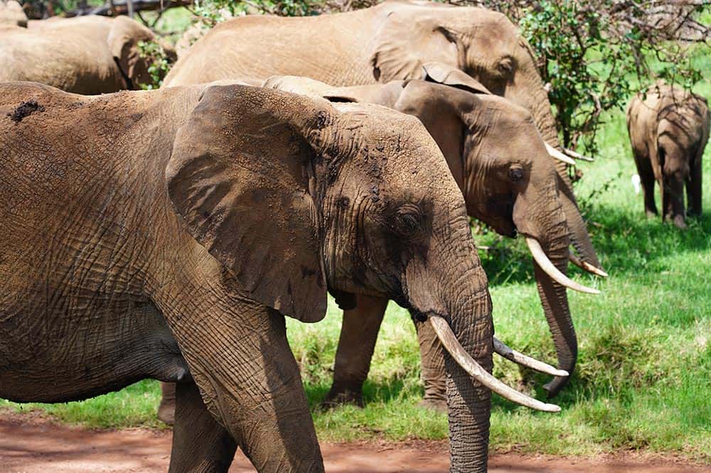 Mirrs-Africa-3