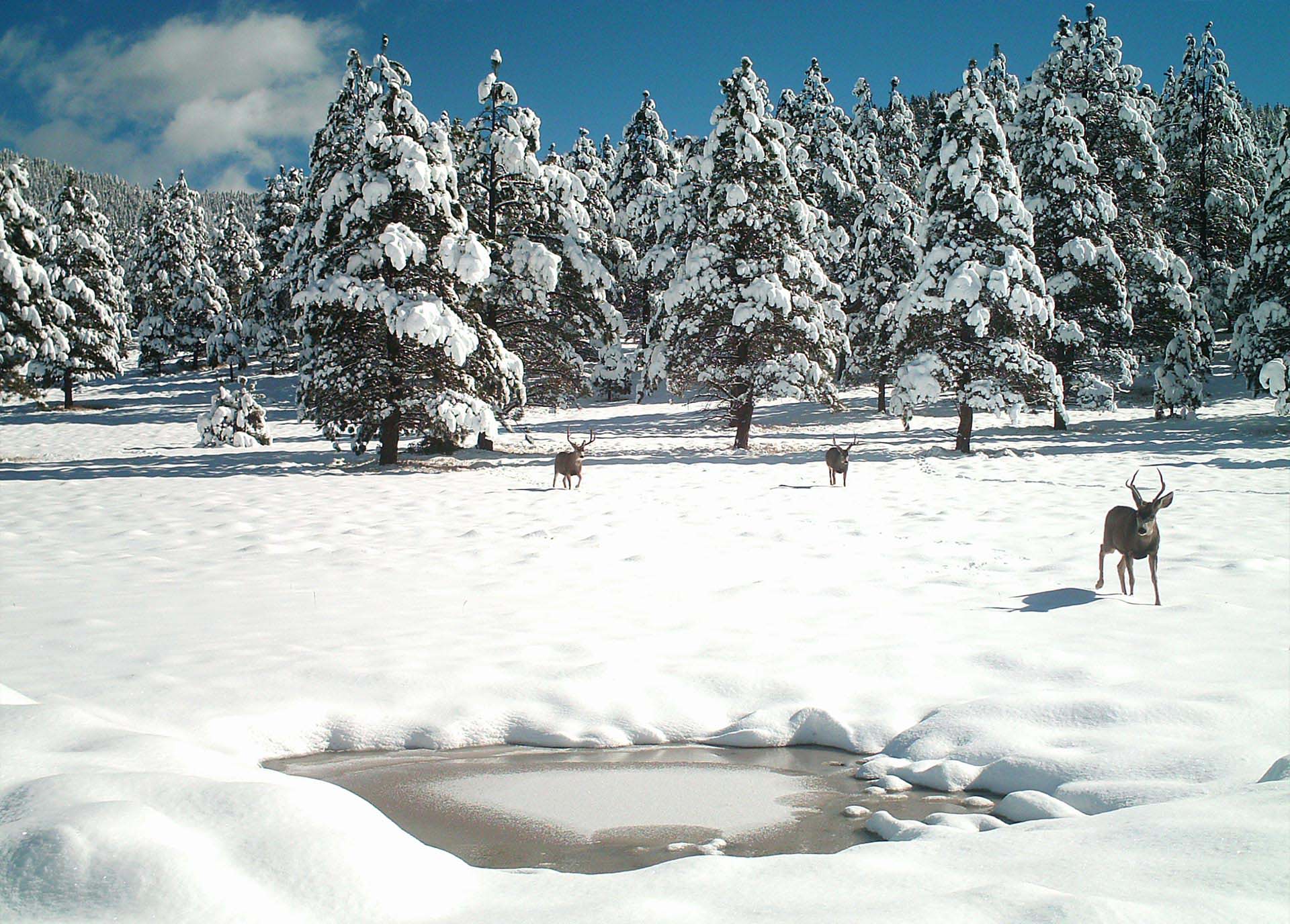 Mule-deer-winter