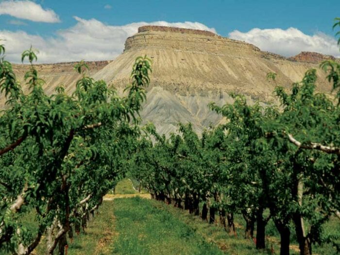 Orchard Mesa Reserve