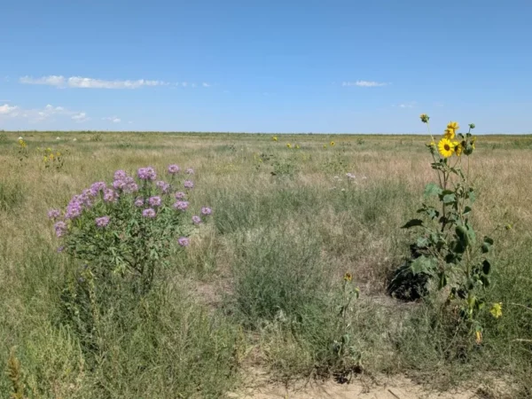 New Episode: Prairie Restoration in the American West