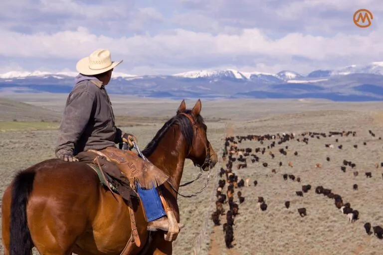 Horses grazing in open pasture at The Cottonwood Ranch