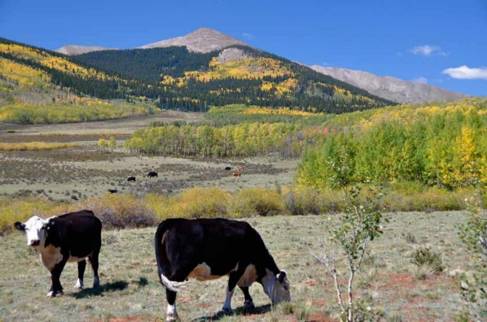 Grazing on Red Hill Ranch