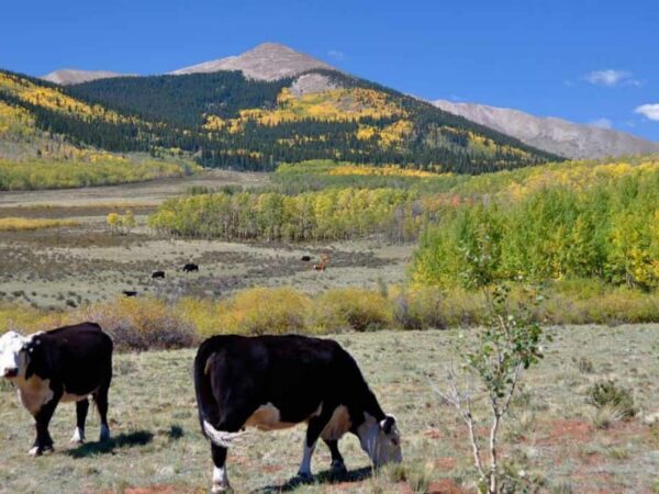 The Importance of Grazing on Ranches