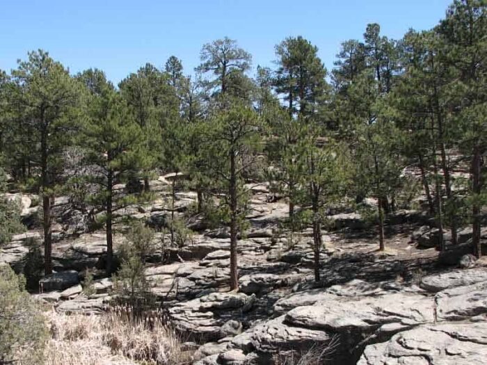 Running Creek Preserve