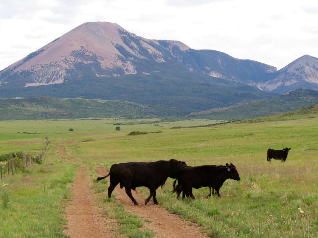 Silver-Mountain-Ranch-cattle